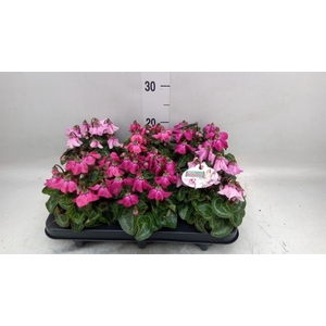 Cyclamen KL 'Petticoat'