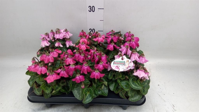 <h4>Cyclamen KL 'Petticoat'</h4>