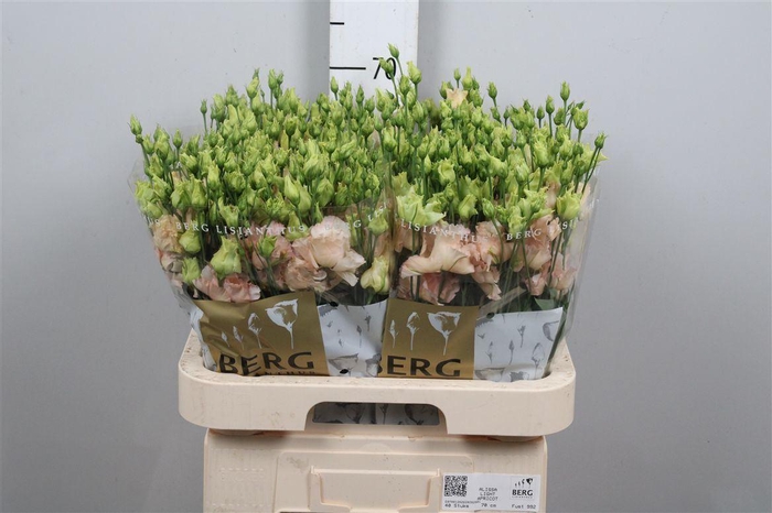 <h4>Eus G Alissa L Apricot</h4>