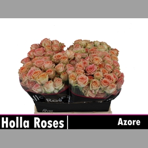 R TR AZORE