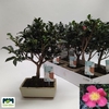 Bonsai Ov In Keramiek