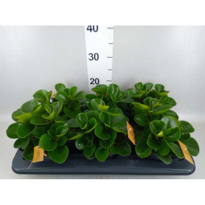<h4>Peperomia obt. 'Green Gold'</h4>