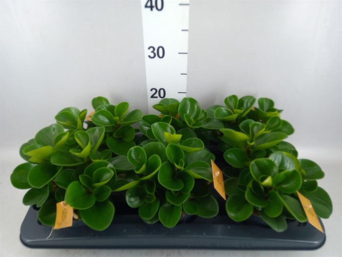 Peperomia obt. 'Green Gold'