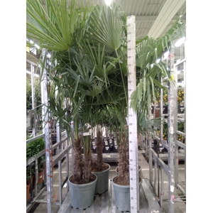 Trachycarpus fortunei