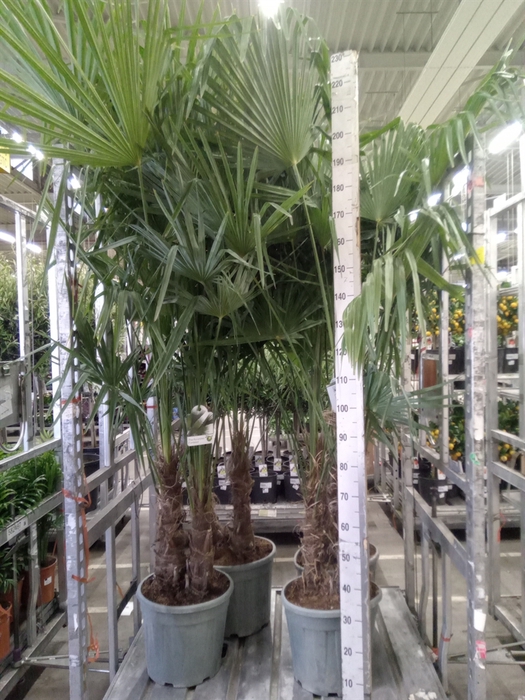 <h4>Trachycarpus fortunei</h4>