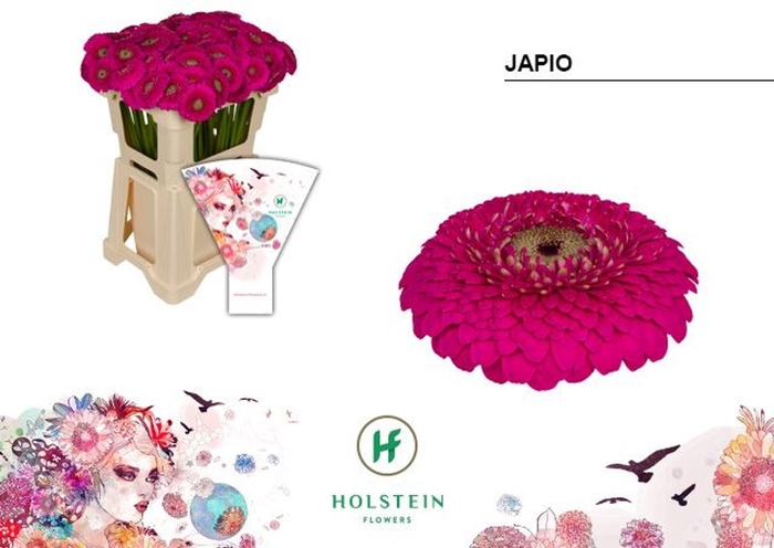 <h4>GERMINI POMPONI JAPIO GE MB GERPONI</h4>
