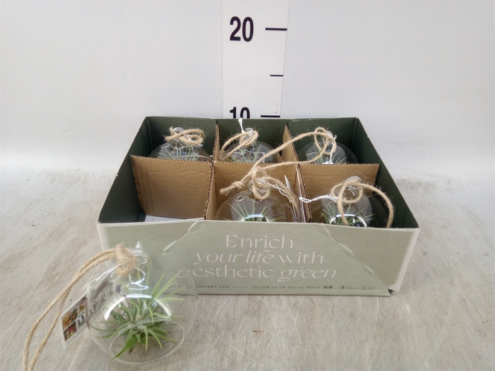 <h4>Arr.  Tillandsia L%</h4>