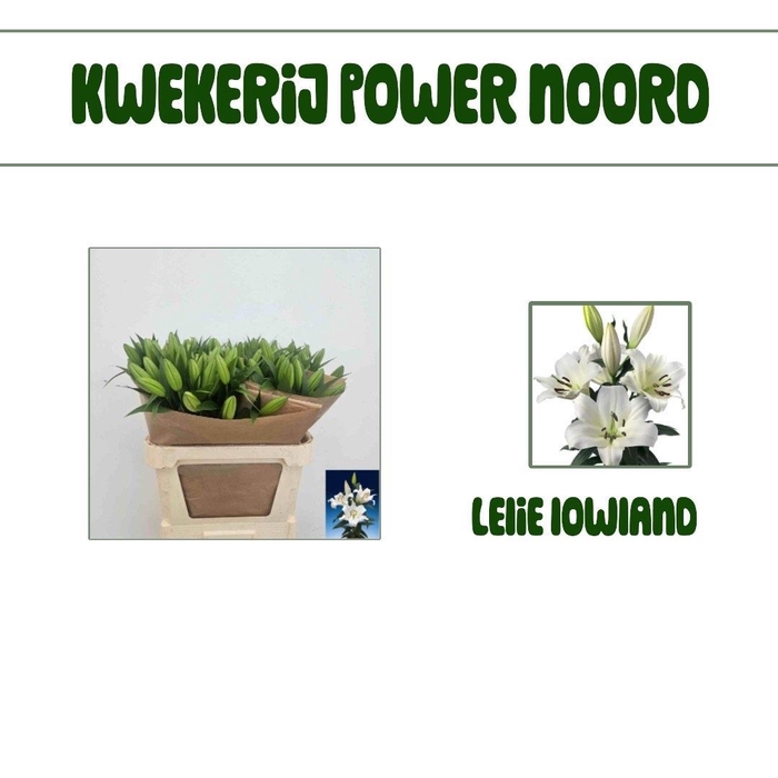 <h4>LI OT LOWLAND</h4>