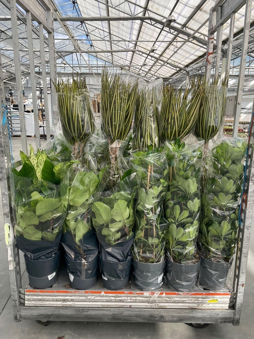 <h4>GROENE PL GEM OV</h4>