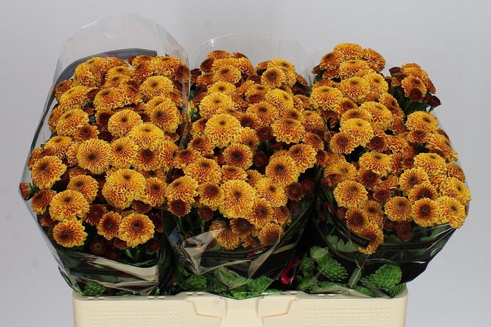 <h4>Sant Doria Orange</h4>