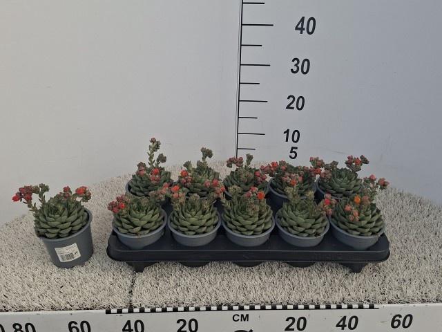 <h4>ECHEV GILVA</h4>