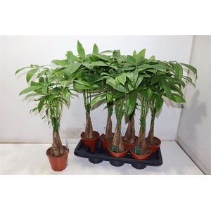 Pachira Aquatica