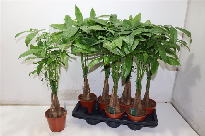 <h4>Pachira Aquatica</h4>