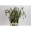 Allium Mystic Merlin
