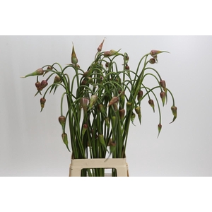 Allium Mystic Merlin