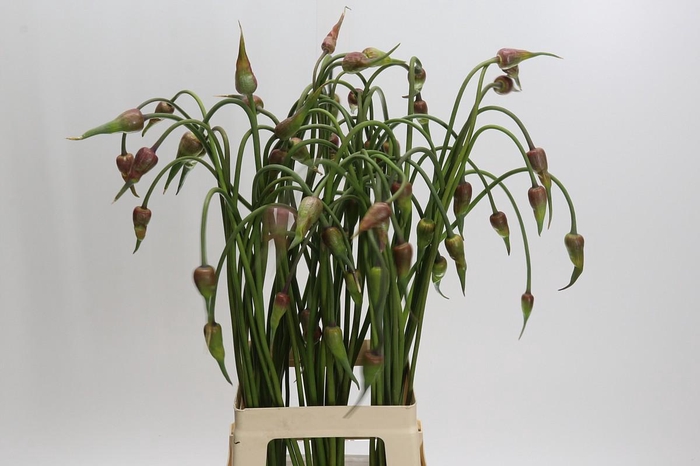 <h4>Allium Mystic Merlin</h4>
