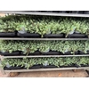 Sedum Reflexum