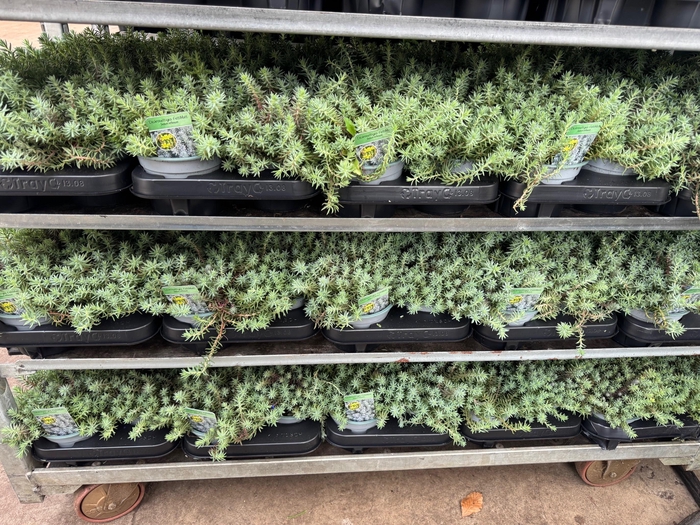 Sedum Reflexum