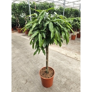 Ficus Amstel King