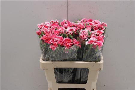 <h4>Di Tr Symply Cherry</h4>