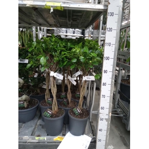 Ficus microcarpa 'Moclame'