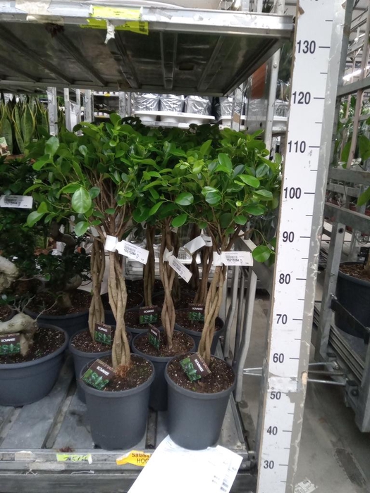 <h4>Ficus microcarpa 'Moclame'</h4>