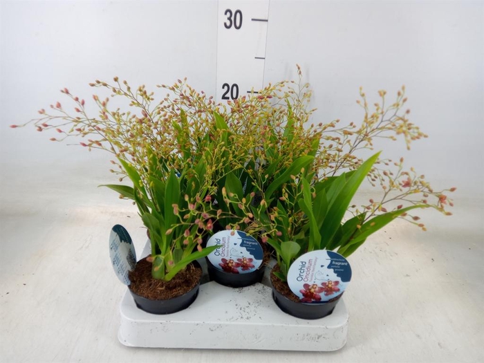 <h4>Oncidium   ...</h4>