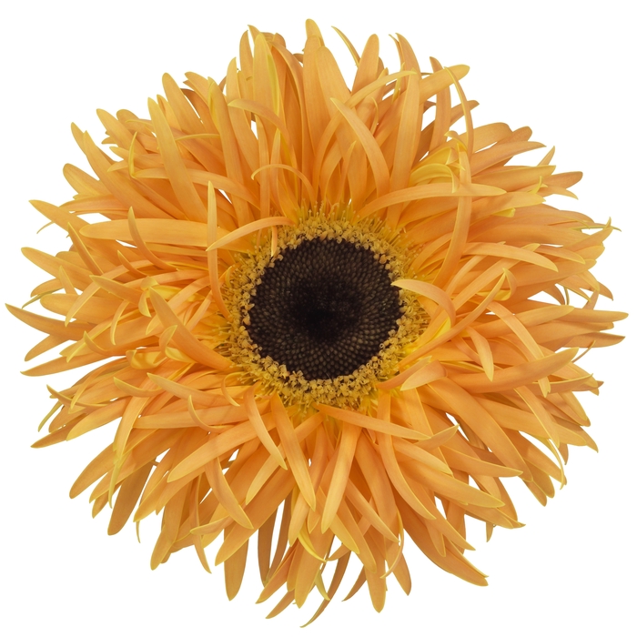 <h4>Gerbera Spider Bambu Water</h4>