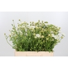 Didiscus Wit
