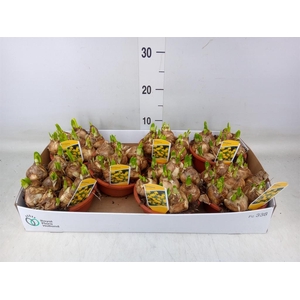 Narcissus  'Tete a tete'