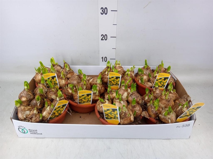 <h4>Narcissus  'Tete a tete'</h4>