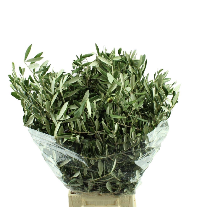 <h4>Olea europaea   .../bos</h4>
