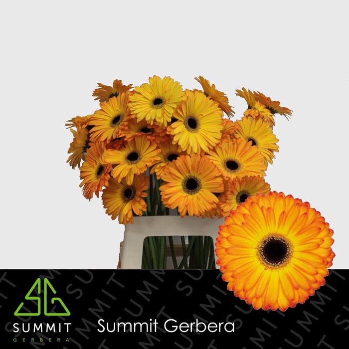 <h4>Gerbera Catwalk Lang Gelijk 56cm Water x40</h4>