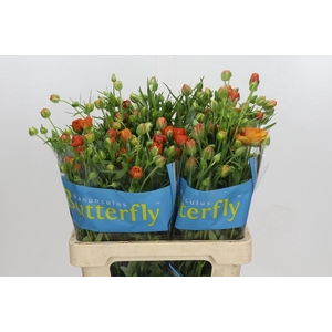 Ranunculus Butterfly Phosphorus