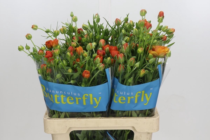 <h4>Ranunculus Butterfly Phosphorus</h4>