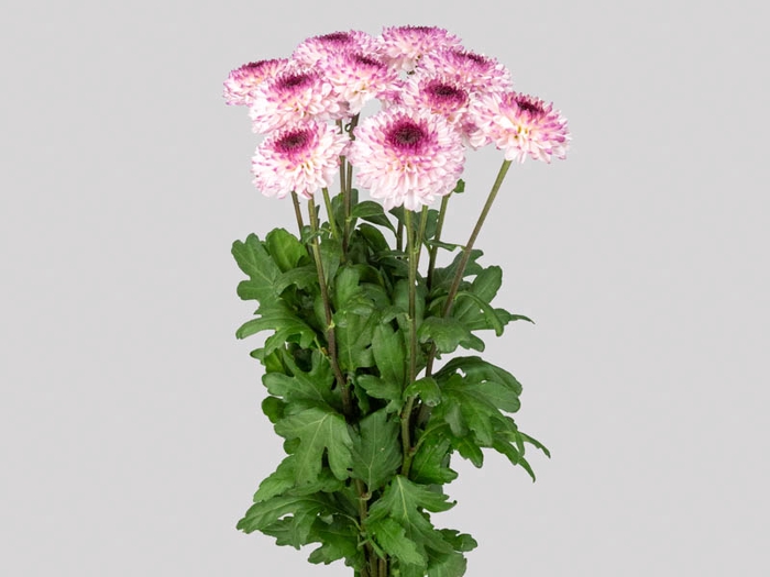 <h4>FLOR DO CAMPO ABBEY 080 CM</h4>