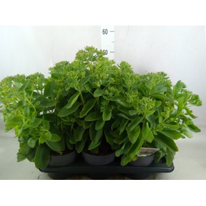 Sedum spectabile