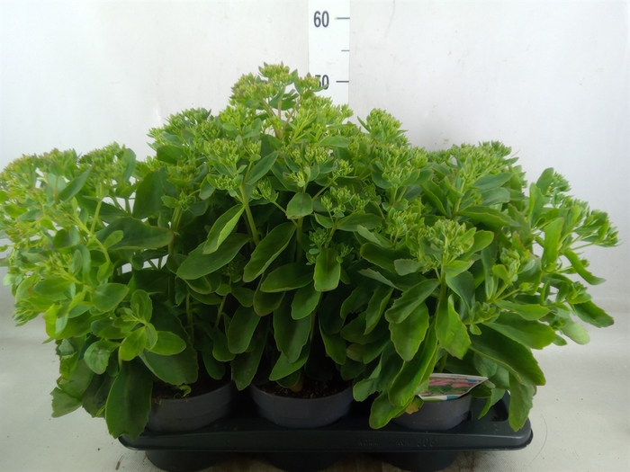 <h4>Sedum spectabile</h4>