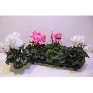 arr8 Cycl Gr Sup Vintro