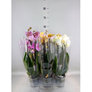 Phalaenopsis  'Elegant Cascade'