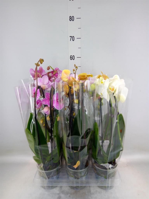 <h4>Phalaenopsis  'Elegant Cascade'</h4>