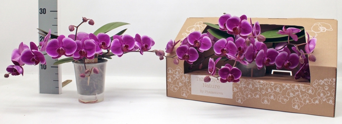 <h4>PHAL OV PAARS</h4>