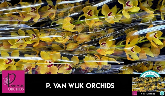 <h4>CYMB T COOKSBRIDGE</h4>