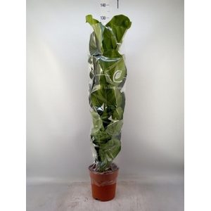 Ficus lyrata