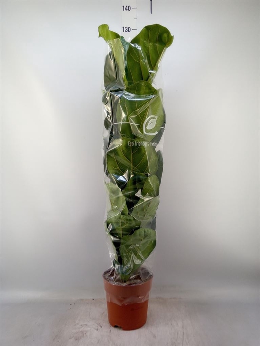 <h4>Ficus lyrata</h4>