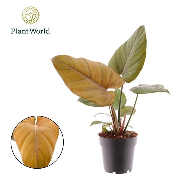 <h4>Philodendron Summer Glory</h4>