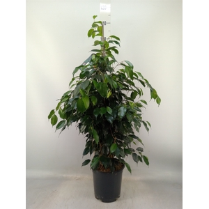 Ficus benja. 'Danielle'
