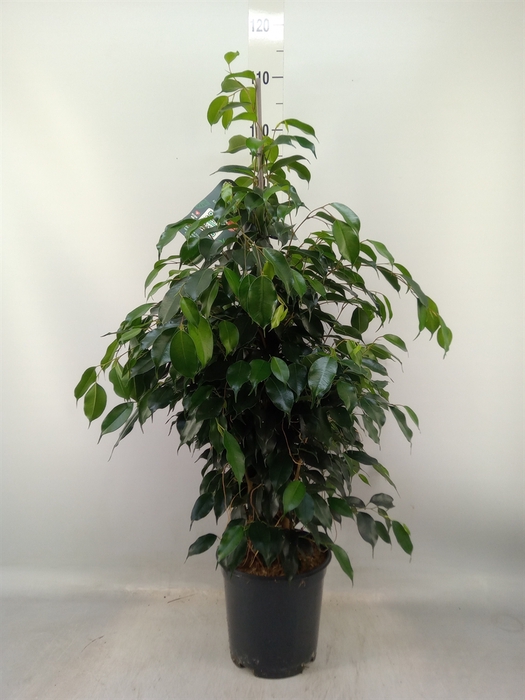 <h4>Ficus benja. 'Danielle'</h4>