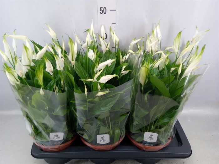 Spathiphyllum  'Chopin'