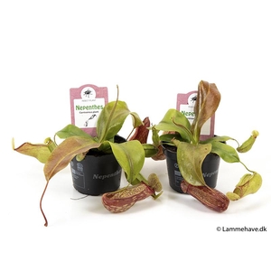 NEPENTHES-HYBRIDER P9